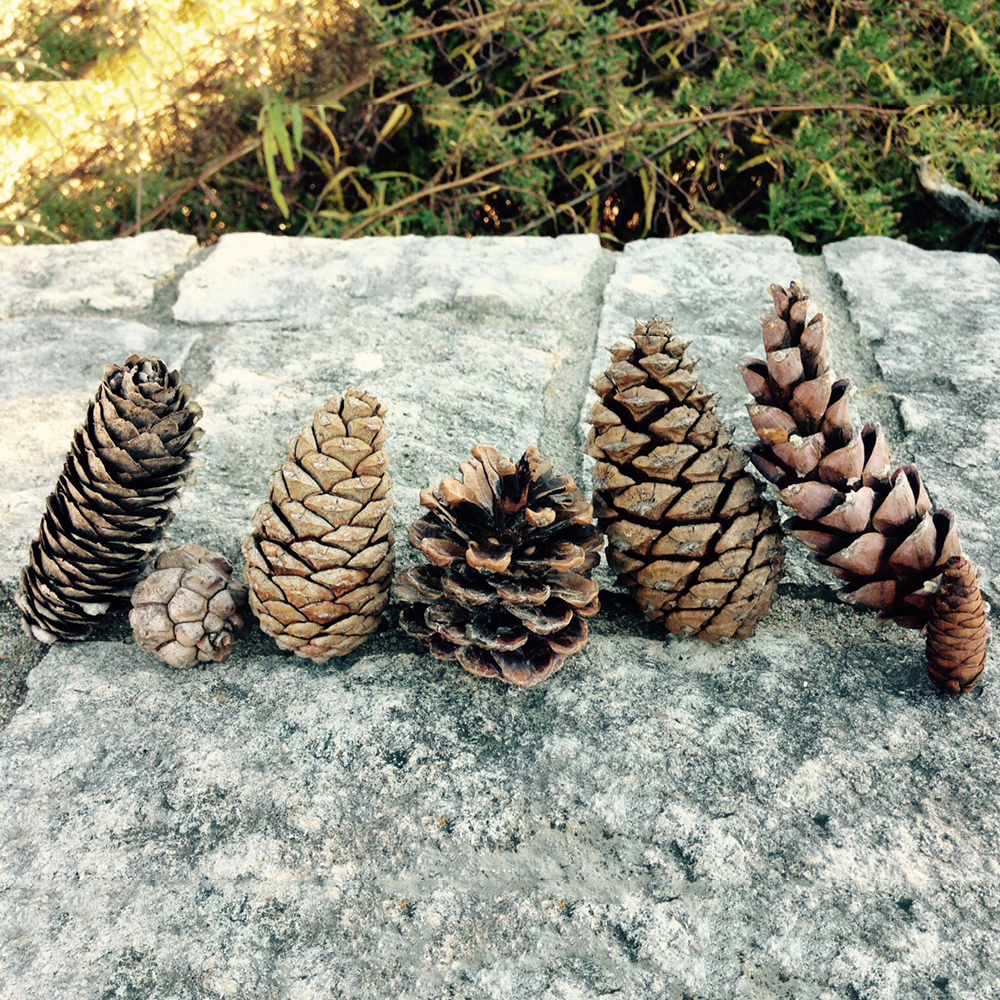 pine cones