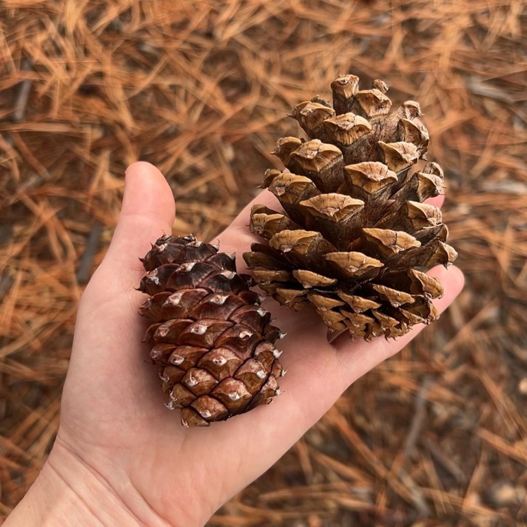 Pine-Cones-Open-and-Close