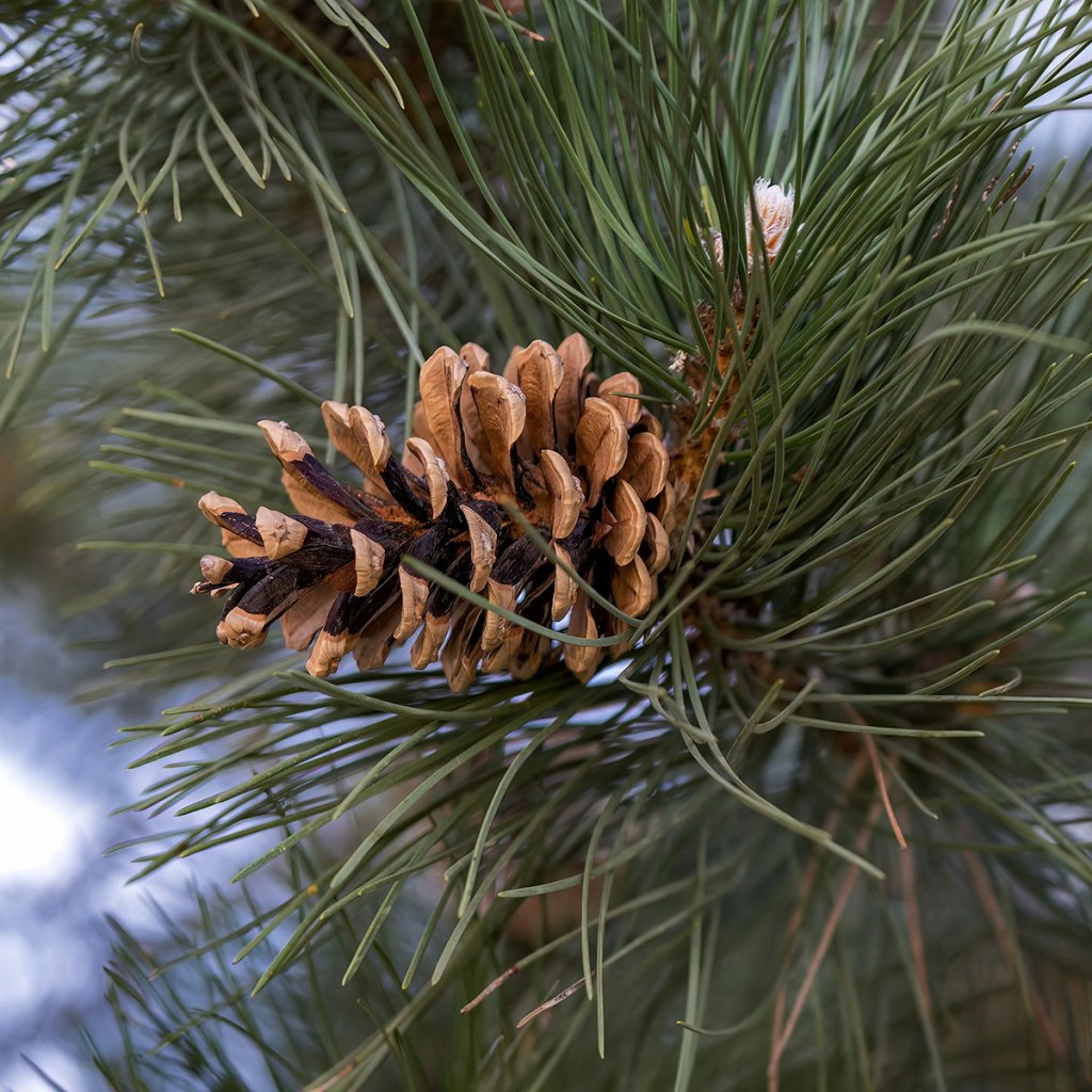 pine-cone-(1)