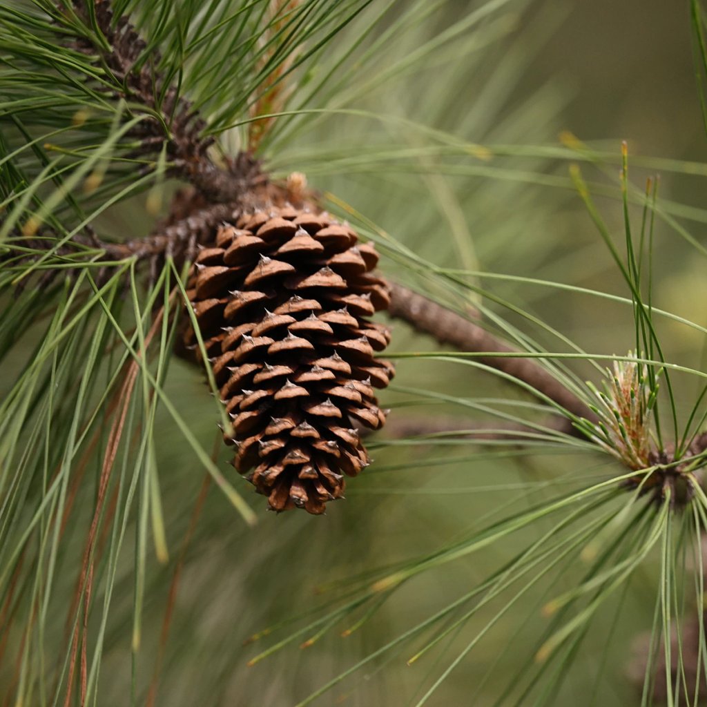 pine-cone-(2)