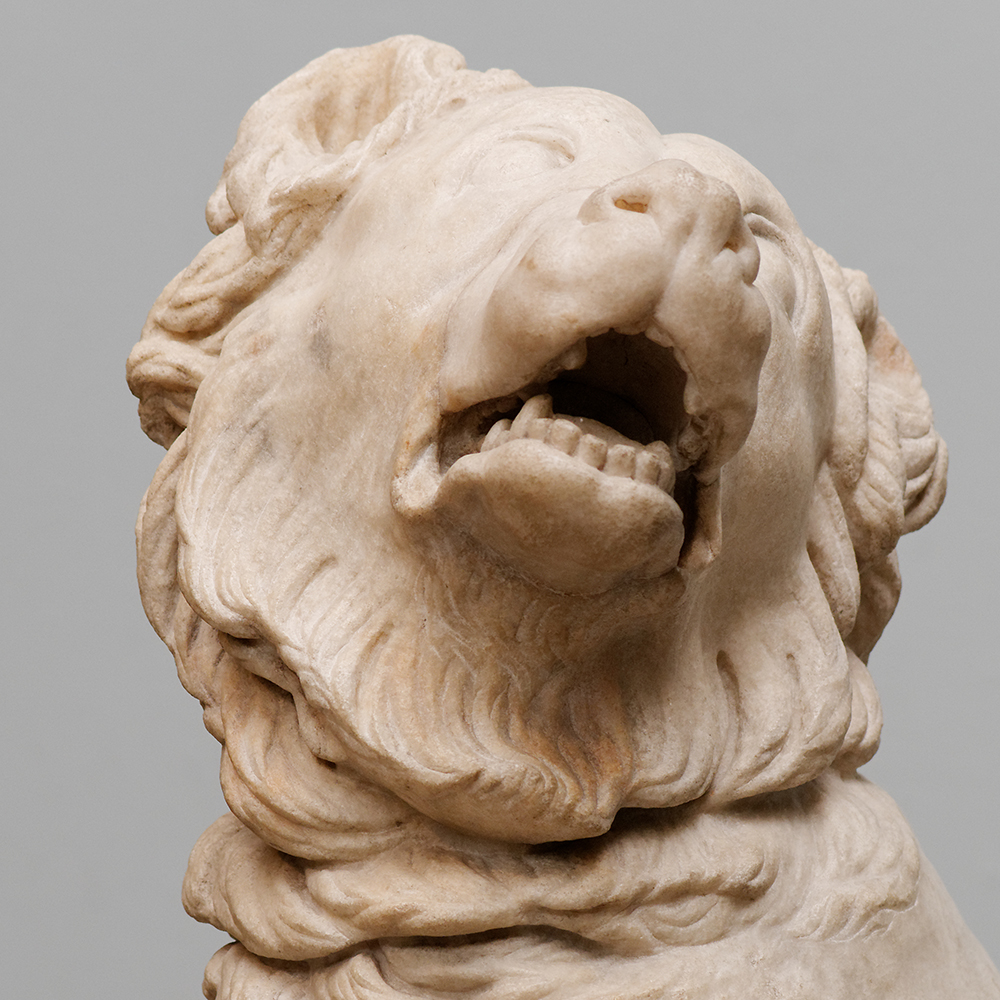 dog of alcibiades close-up view